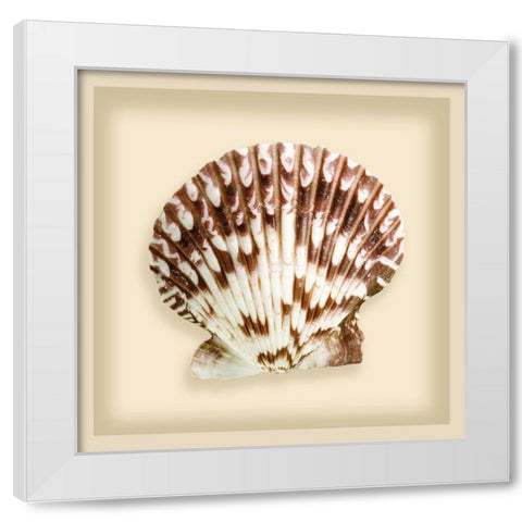 Radial Seashell White Modern Wood Framed Art Print by Anonymous
