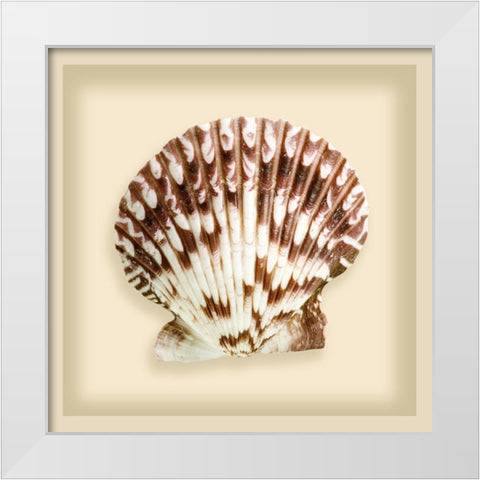 Radial Seashell White Modern Wood Framed Art Print by Anonymous