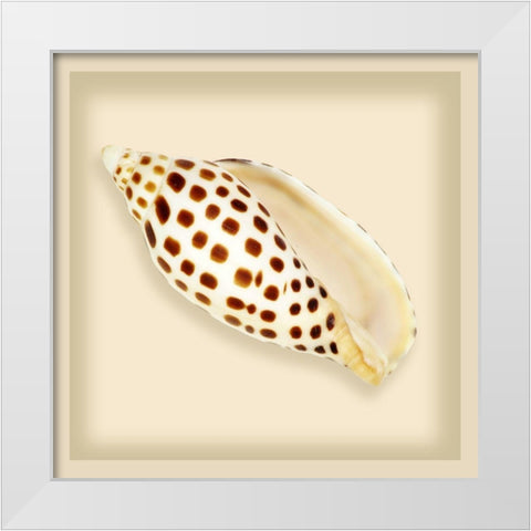 Leopard Shell White Modern Wood Framed Art Print by Anonymous