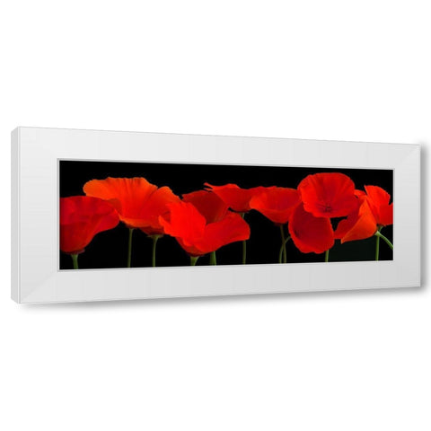 Vermilion Poppies White Modern Wood Framed Art Print by Crum, R.