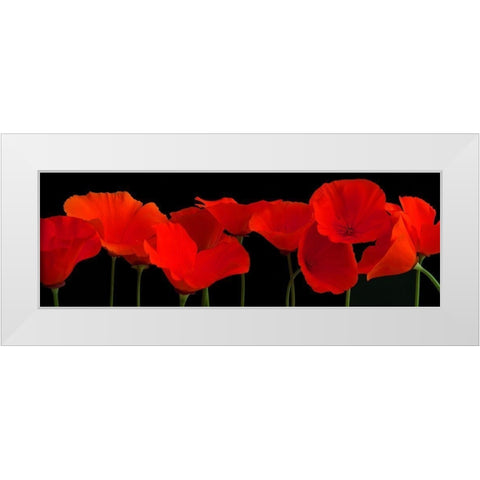 Vermilion Poppies White Modern Wood Framed Art Print by Crum, R.