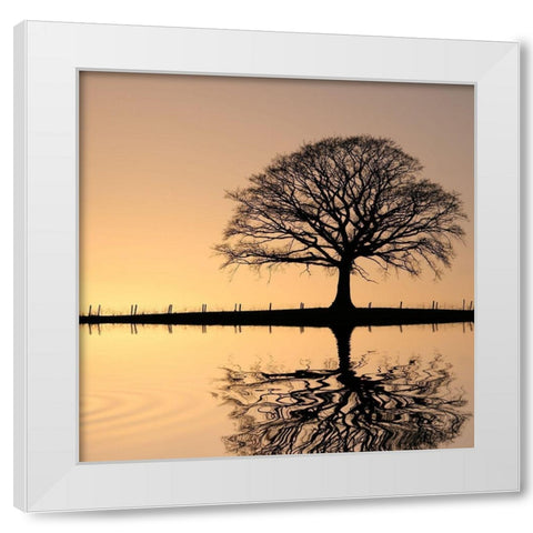 Shimmering Oak, Color White Modern Wood Framed Art Print by Anonymous