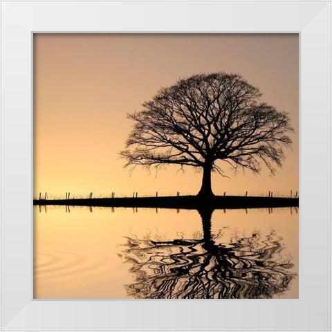 Shimmering Oak, Color White Modern Wood Framed Art Print by Anonymous