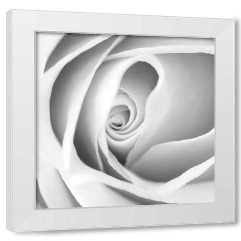 Rose Swirl I White Modern Wood Framed Art Print by Anonymous