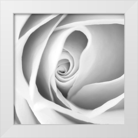 Rose Swirl I White Modern Wood Framed Art Print by Anonymous