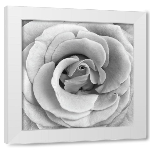 Rose Swirl II White Modern Wood Framed Art Print by Anonymous