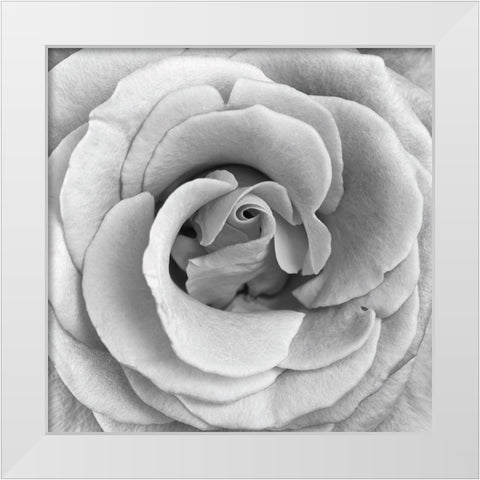 Rose Swirl II White Modern Wood Framed Art Print by Anonymous