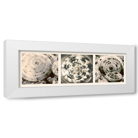 Shell Collection White Modern Wood Framed Art Print by Lourens, N.