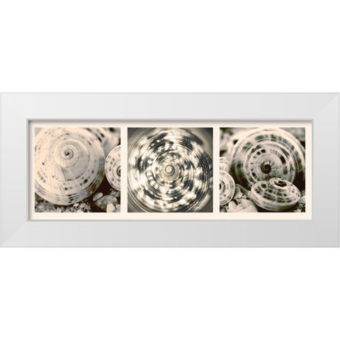Shell Collection White Modern Wood Framed Art Print by Lourens, N.