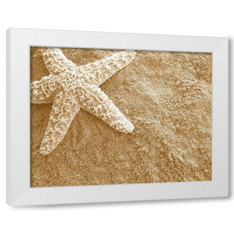 Starfish in the Sand White Modern Wood Framed Art Print by Anonymous