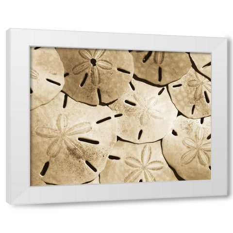 Sand Dollar Grouping White Modern Wood Framed Art Print by Anonymous