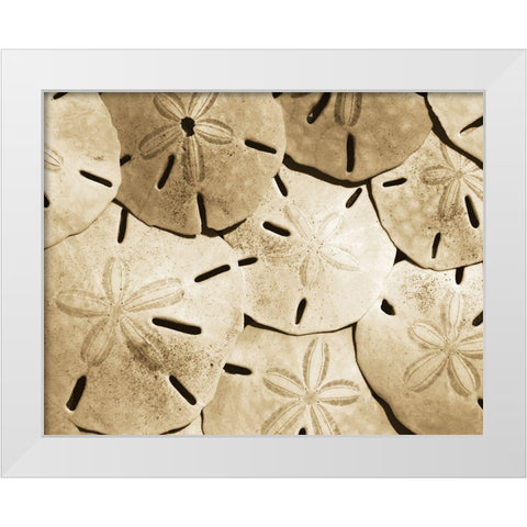 Sand Dollar Grouping White Modern Wood Framed Art Print by Anonymous