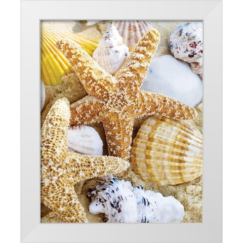 Starfish and Shells White Modern Wood Framed Art Print by Anonymous