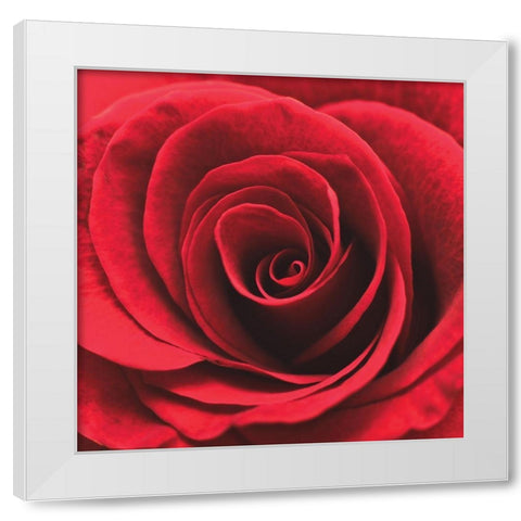 Red RosebudÂ  White Modern Wood Framed Art Print by Swanepoel