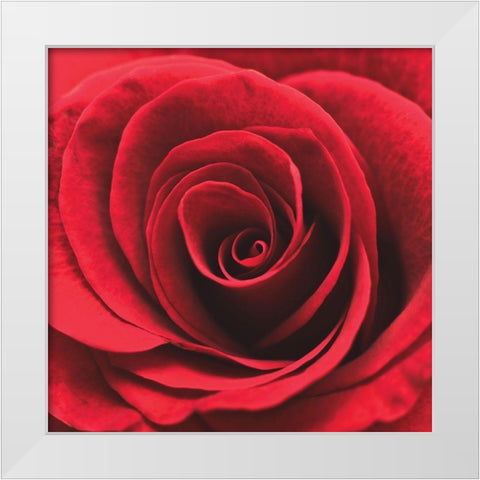 Red RosebudÂ  White Modern Wood Framed Art Print by Swanepoel