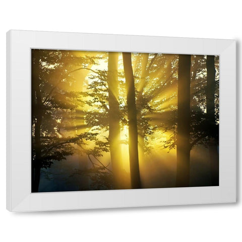 Light Through the Trees I, Color White Modern Wood Framed Art Print by Anonymous