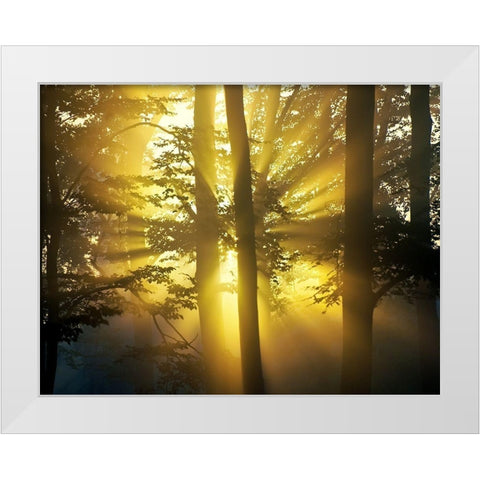 Light Through the Trees I, Color White Modern Wood Framed Art Print by Anonymous