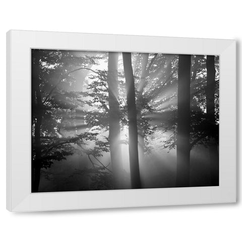 Light Through the Trees I White Modern Wood Framed Art Print by Anonymous