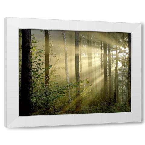 Light Through the Trees II White Modern Wood Framed Art Print by Anonymous