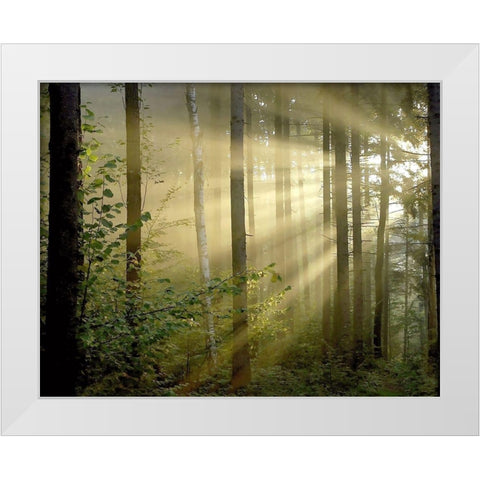 Light Through the Trees II White Modern Wood Framed Art Print by Anonymous