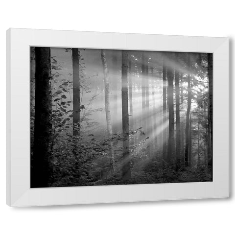 Light Through the Trees II White Modern Wood Framed Art Print by Anonymous