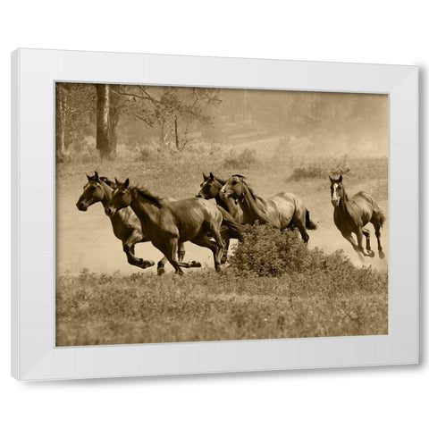 Wild Horses II White Modern Wood Framed Art Print by Anonymous
