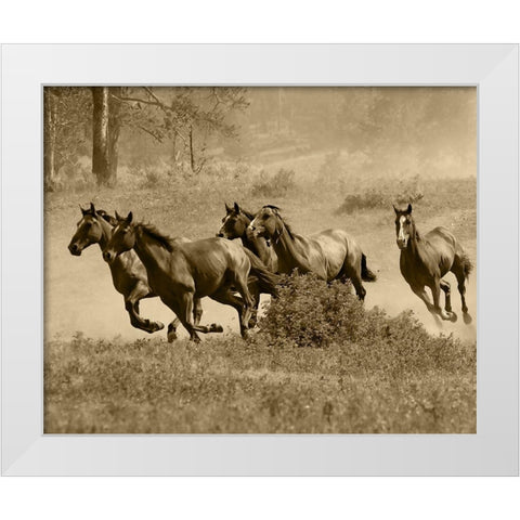Wild Horses II White Modern Wood Framed Art Print by Anonymous