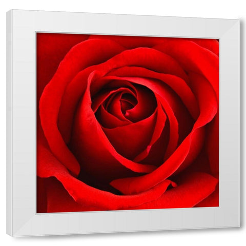 Scarlet Rose White Modern Wood Framed Art Print by Anonymous