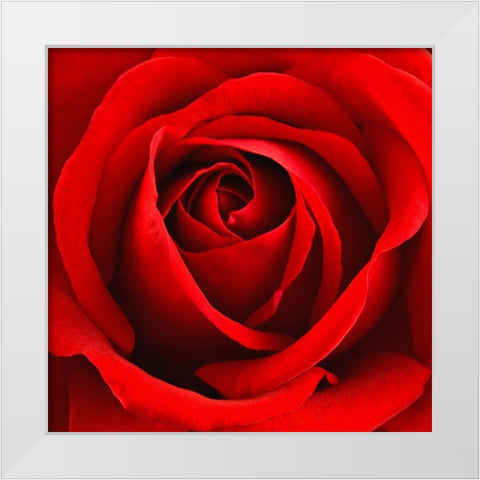 Scarlet Rose White Modern Wood Framed Art Print by Anonymous