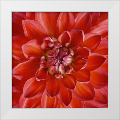 Red Dahlia White Modern Wood Framed Art Print by Anonymous