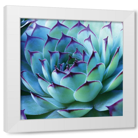 Colorful Cactus White Modern Wood Framed Art Print by Anonymous