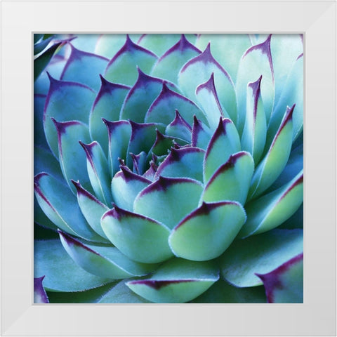 Colorful Cactus White Modern Wood Framed Art Print by Anonymous