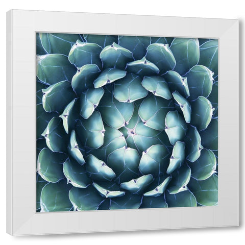 Pianta Grassa White Modern Wood Framed Art Print by Barillari, B.