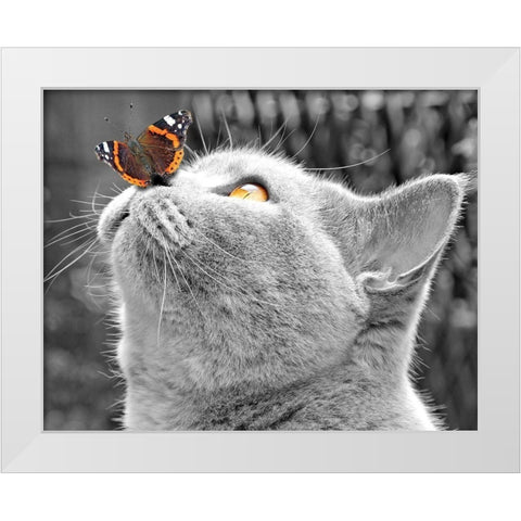 Butterfly on Nose White Modern Wood Framed Art Print by Anonymous