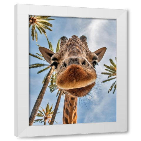 Here is Looking at You Kid White Modern Wood Framed Art Print by Anonymous