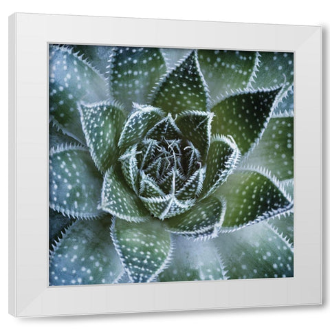 Aloe Aristata White Modern Wood Framed Art Print by Palis