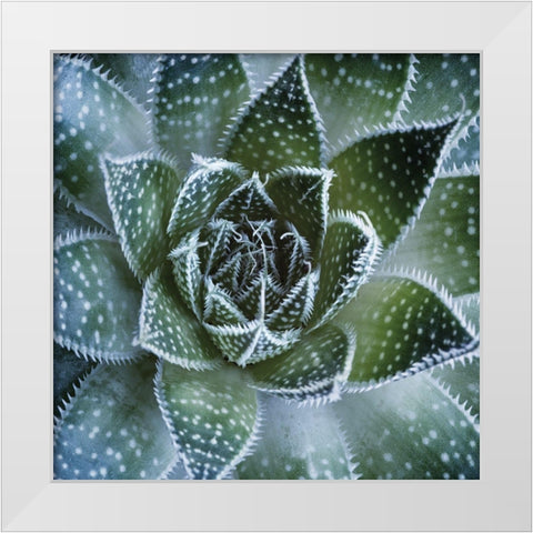 Aloe Aristata White Modern Wood Framed Art Print by Palis
