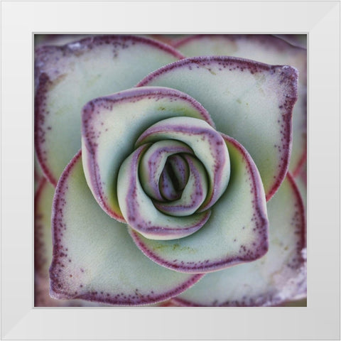 Macro Succulent White Modern Wood Framed Art Print by Garsot