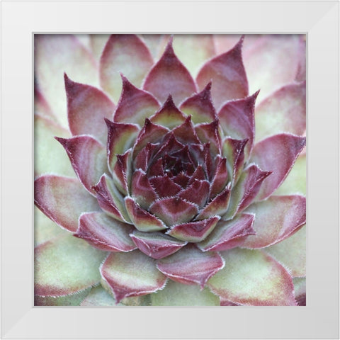 Sempervivum Florette White Modern Wood Framed Art Print by Avison