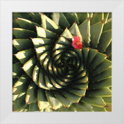 Spiral Aloe White Modern Wood Framed Art Print by Gosselin