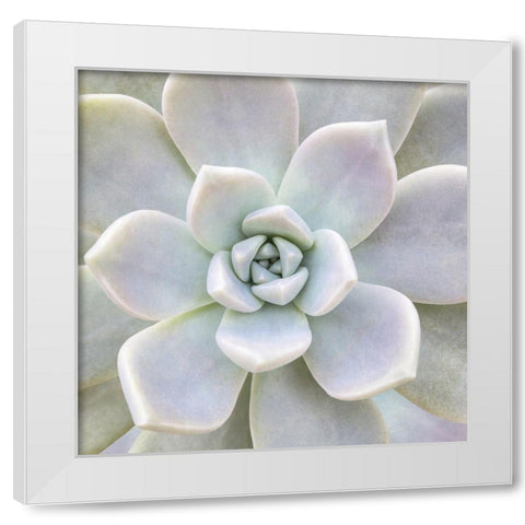 Aeonium Flower White Modern Wood Framed Art Print by Biebel