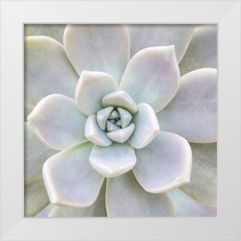 Aeonium Flower White Modern Wood Framed Art Print by Biebel