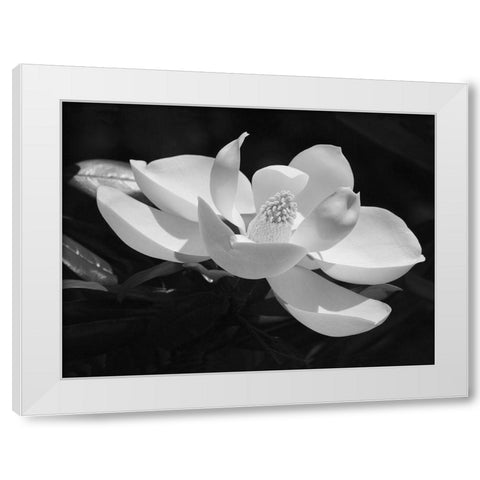 Magnolia Flower White Modern Wood Framed Art Print by Anonymous