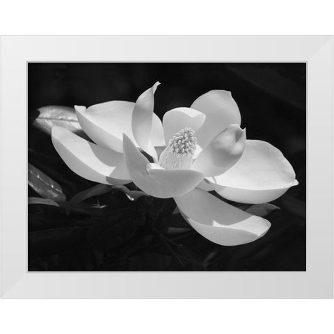 Magnolia Flower White Modern Wood Framed Art Print by Anonymous