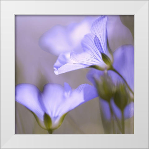 Fleur Mauve White Modern Wood Framed Art Print by Anonymous