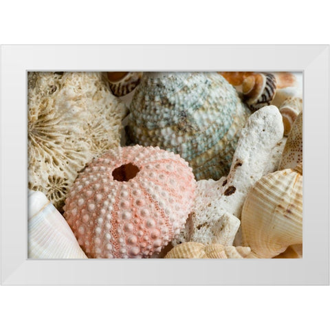 Sea Urchins White Modern Wood Framed Art Print by Anonymous