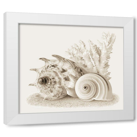 Seashells I White Modern Wood Framed Art Print by Anonymous