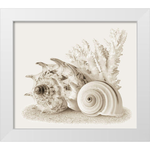 Seashells I White Modern Wood Framed Art Print by Anonymous