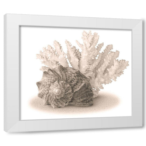 Seashells II White Modern Wood Framed Art Print by Anonymous