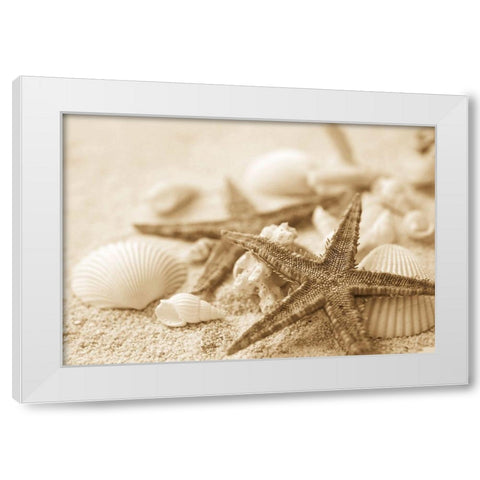 Starfish and Seashells White Modern Wood Framed Art Print by Anonymous